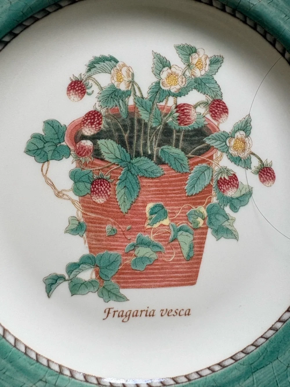 Wedgwood three salad